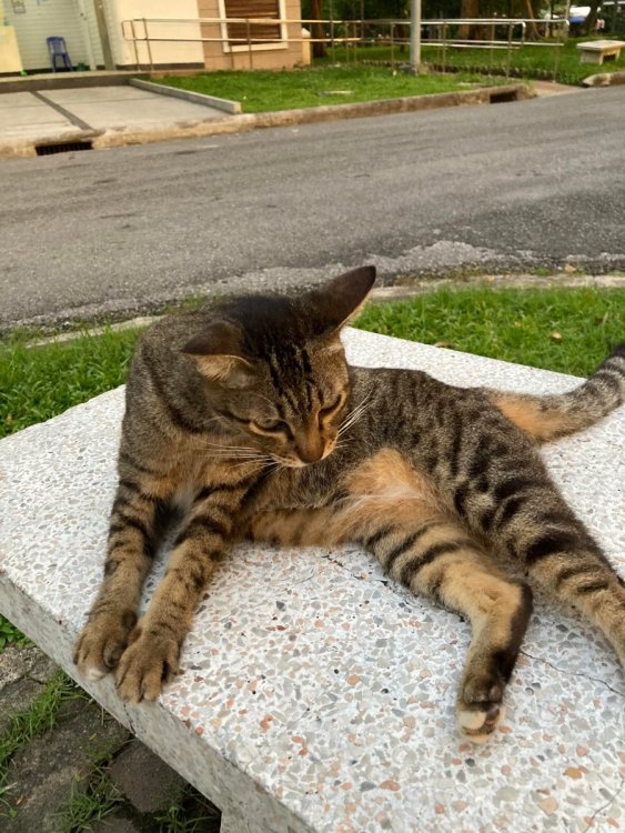 Cat 1.jpg
