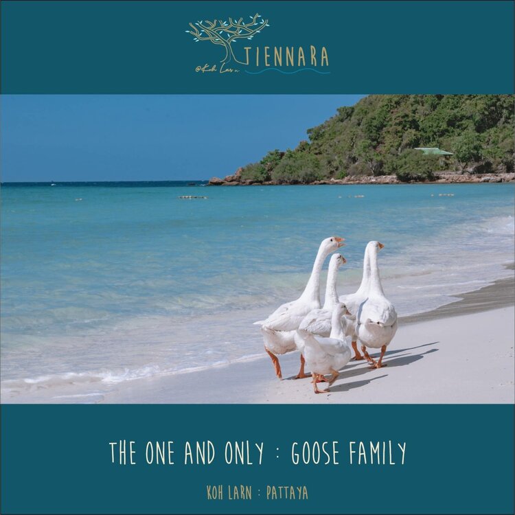 Tien_beach_geese.thumb.jpg.b1f120df199602f7d8a81dff07069c70.jpg