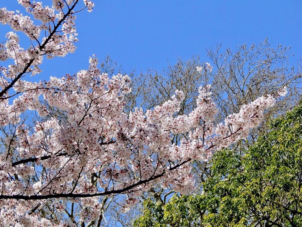 Tokyo_2019_mr16copy.thumb.jpeg.0bcc556a23392cf1d6c5f6e9910ceb72.jpeg