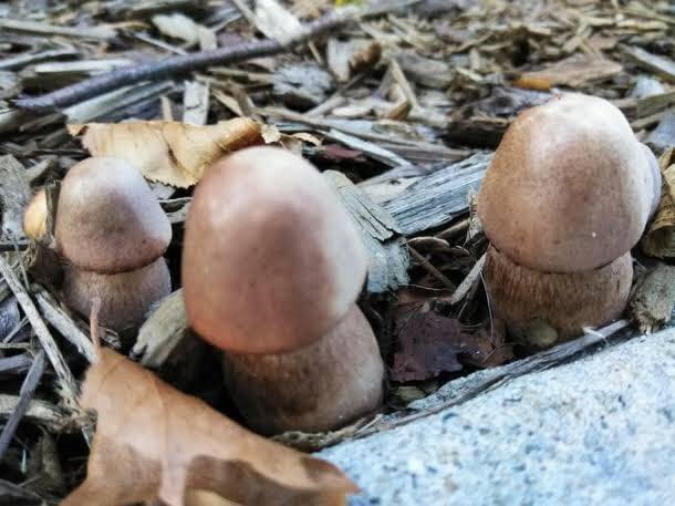 PuekMushrooms.jpg.2f28ace7412773a50786fafaa3d288ce.jpg