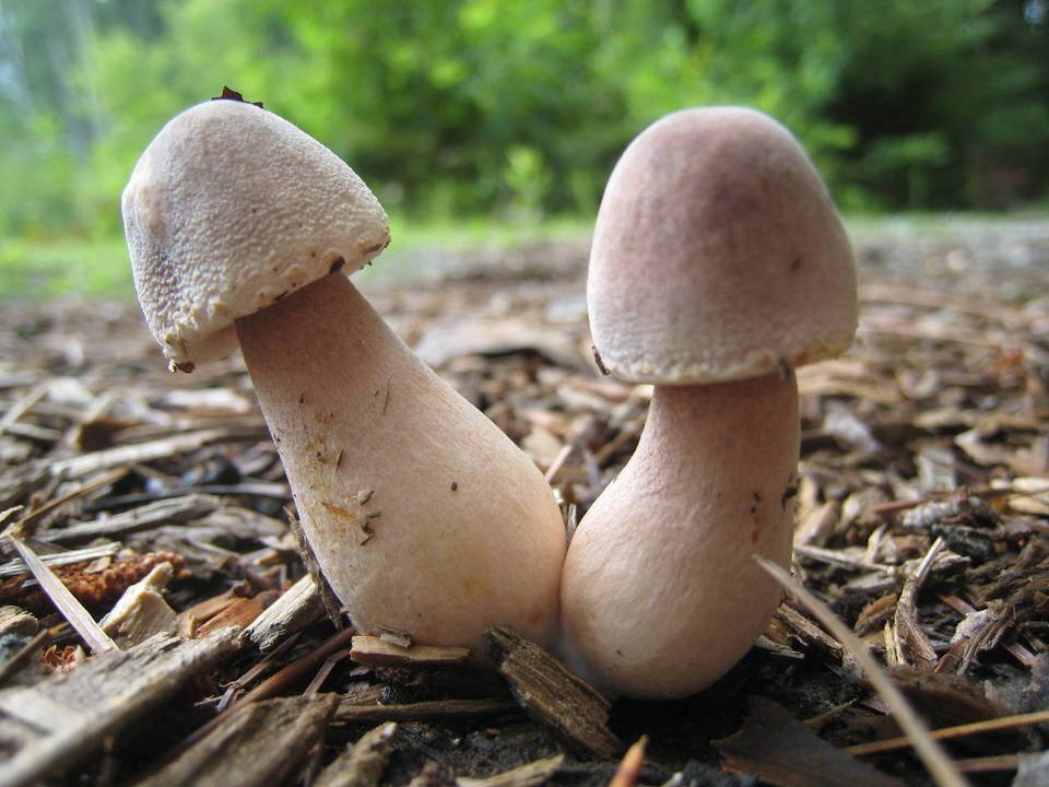 mushroom.jpg.fe3f8caeca58725b8fd61bd7fb86b349.jpg