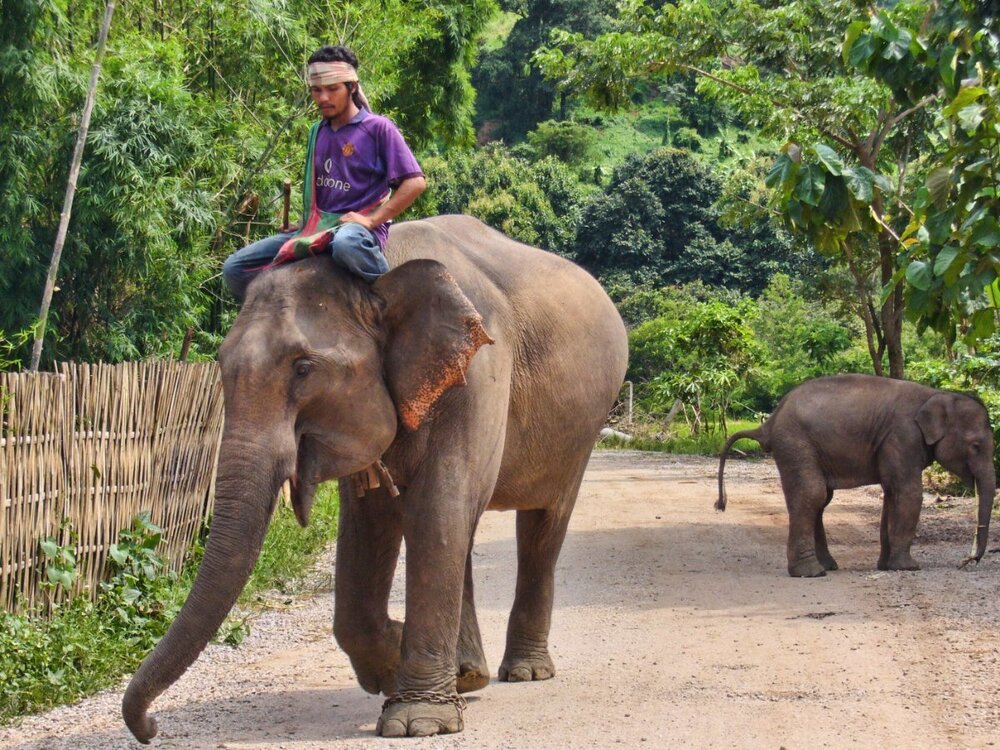 Elephant.thumb.jpg.c1c428c8f88c7dbcdf6b4bcaf535b81e.jpg