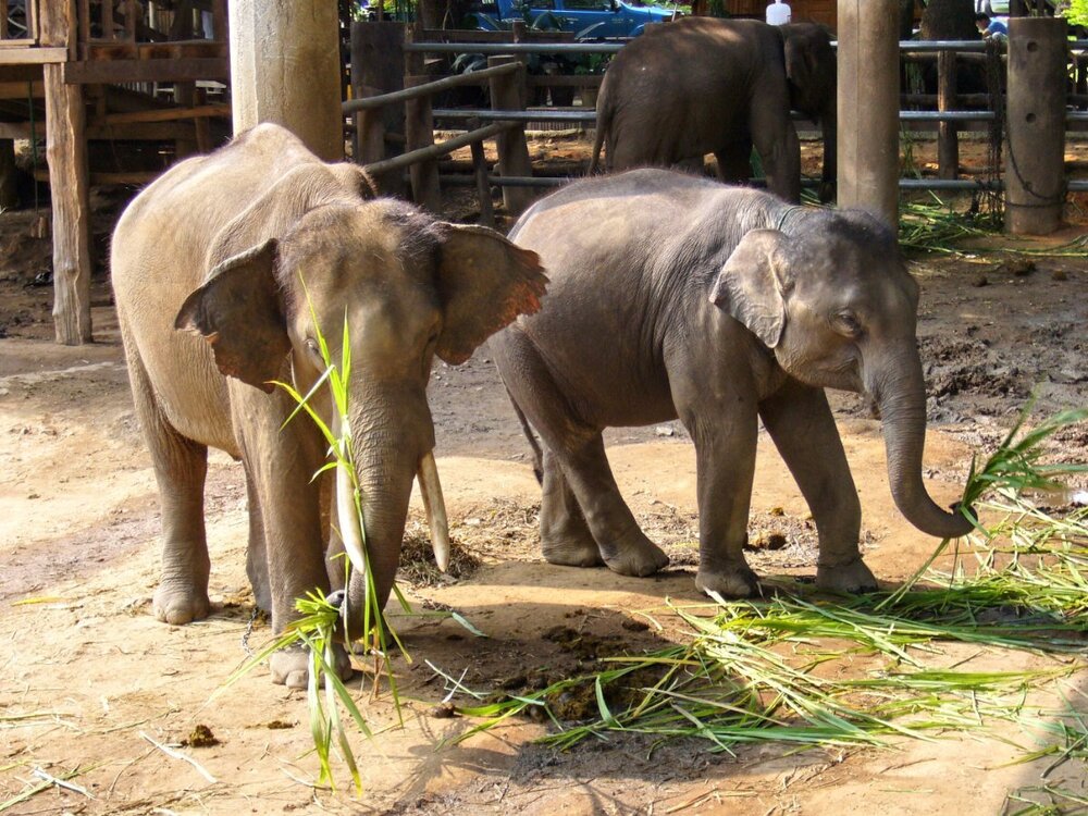 Elephant2.thumb.jpg.609e2fa879470bc801141b2fb1c489b1.jpg