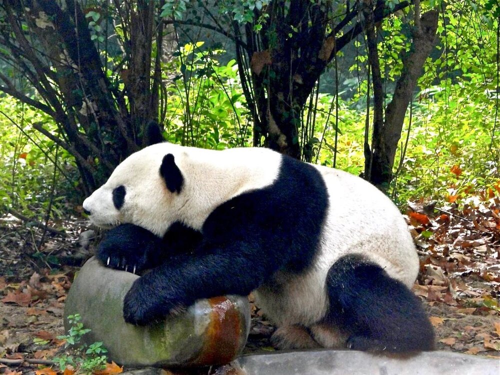 Chengdu_Panda1_lr.thumb.jpg.d5e30542c228f634d1271709fa5bc200.jpg