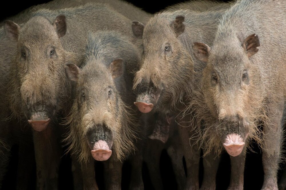 Old Pigs.jpg